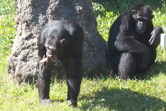 チンパンジー/Chimpanzee