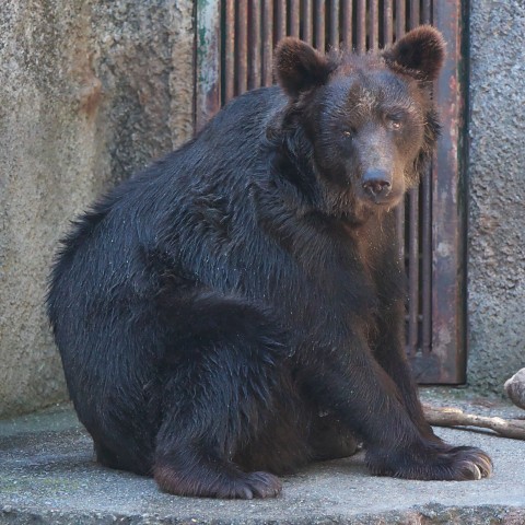 ヒグマ/Brown bear