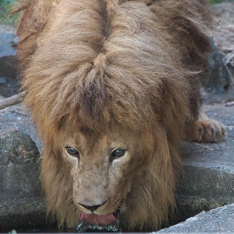 ライオン/Lion