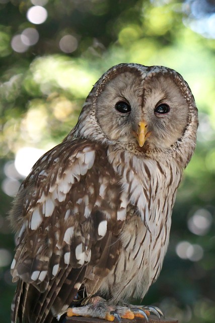 フクロウ/Ural owl