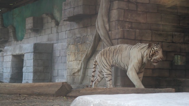 ホワイトタイガー/White tiger