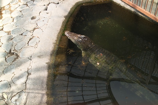 シャムワニ/Siamese crocodile