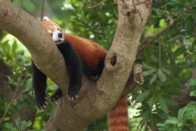 ニシレッサーパンダ/Western red panda