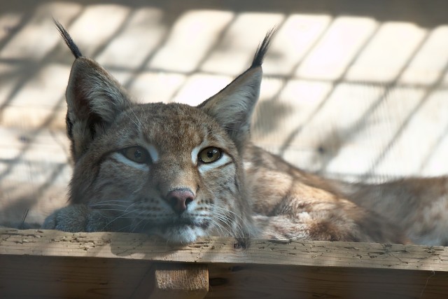 シベリアオオヤマネコ/Siberian lynx