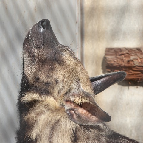 シマハイエナ/Striped hyena