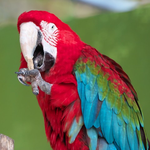 アカコンゴウインコ/Macaw