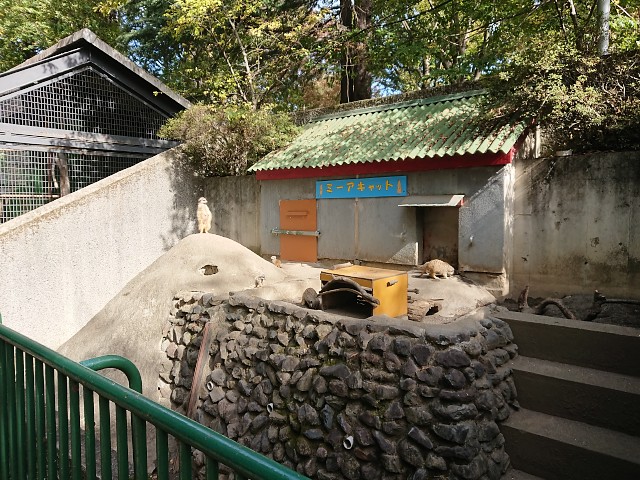 羽村市動物公園 ミーアキャット舎