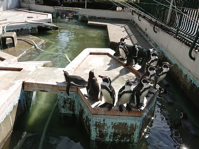 羽村市動物公園 ペンギン池