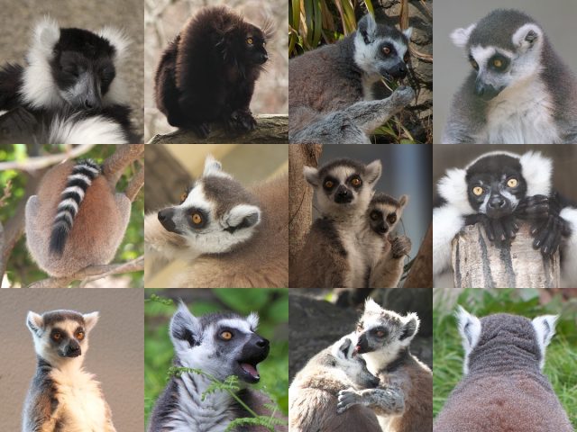 Lemur Pictures