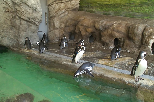 マゼランペンギン/Magellanic penguin