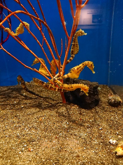 ビッグベリーシーホース/Big-berry seahorse