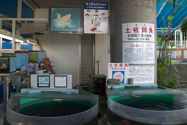 桂浜水族館 土佐錦魚水槽