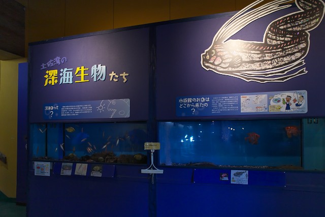 桂浜水族館 深海生物水槽