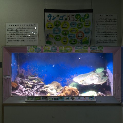 桂浜水族館 サンゴ水槽