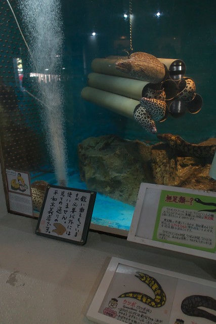桂浜水族館 ウツボ水槽の説明