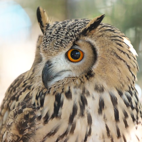 ベンガルワシミミズク/Eagle-owl