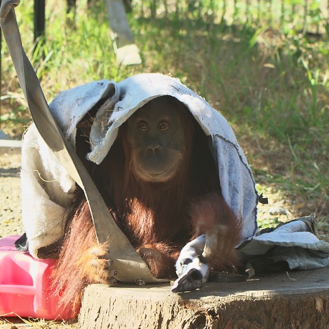 オランウータン/Orangutan