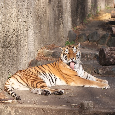 アムールトラ/Siberian tiger