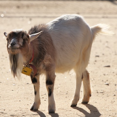 ヤギ/Goat