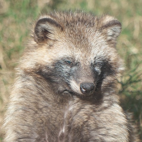 ホンドタヌキ/Japanese raccoon dog