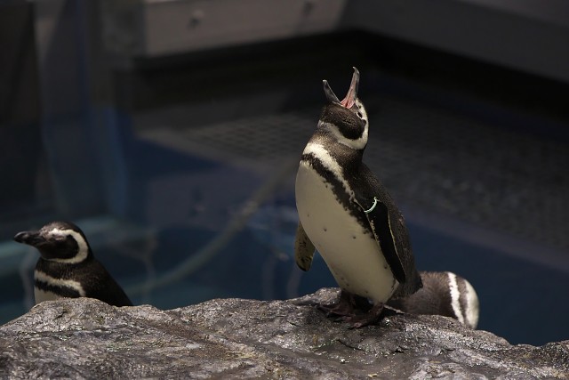 マゼランペンギン/Magellanic penguin
