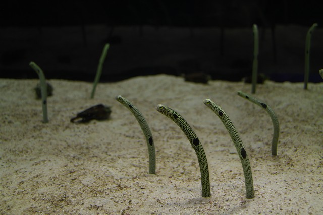 チンアナゴ/spotted garden eel