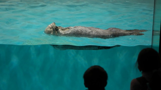 ラッコ/Sea otter