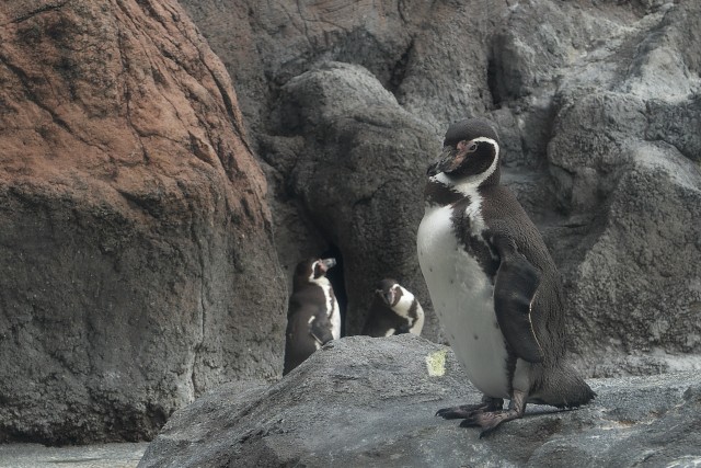 フンボルトペンギン/Humboldt penguin