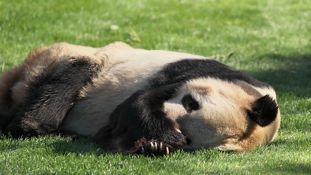ジャイアントパンダ(永明)/Giant panda
