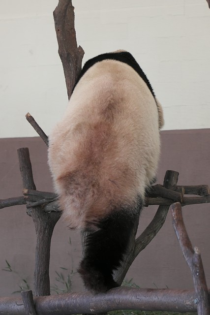 ジャイアントパンダ(桜浜)/Giant panda
