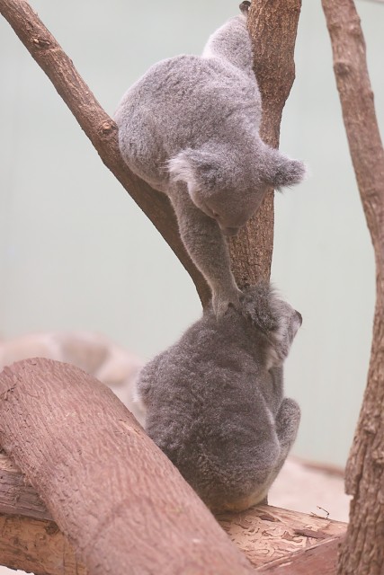 コアラ/Koala