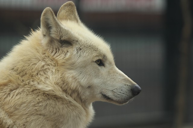 タイリクオオカミ/Gray wolf