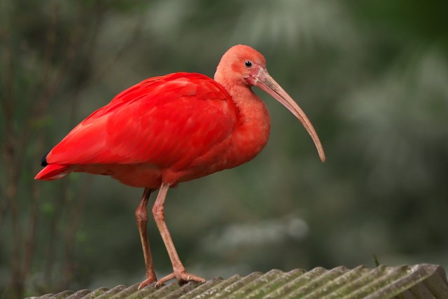 ショウジョウトキ/Scarlet ibis