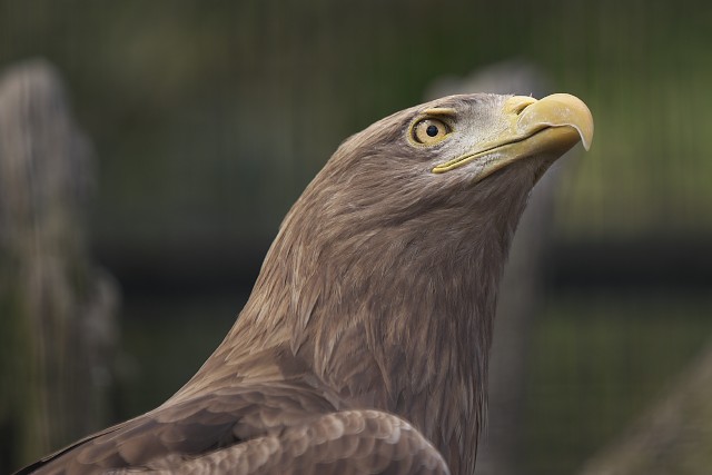 オジロワシ/White-tailed eagle