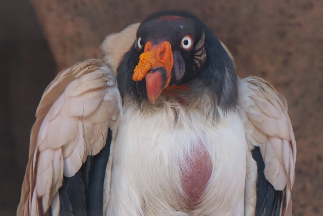 トキイロコンドル/King vulture
