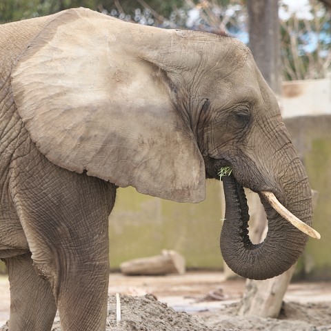 アフリカゾウ/African elephant