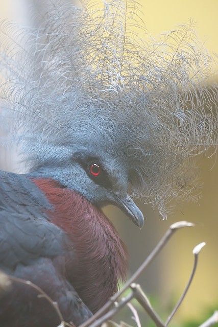 ムネアカカンムリバト/Southern crowned-pigeon
