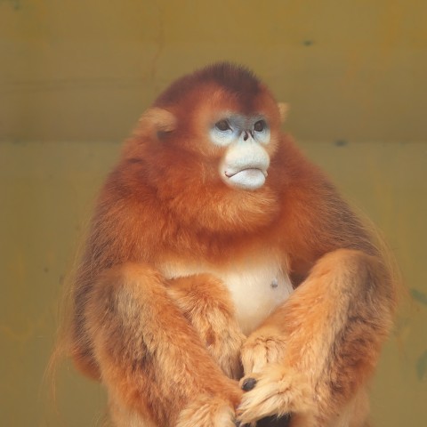 キンシコウ/Golden snub-nosed monkey