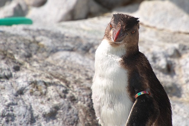 キタイワトビペンギン/Norther rockhopper penguin