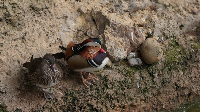 オシドリ/Mandarin duck