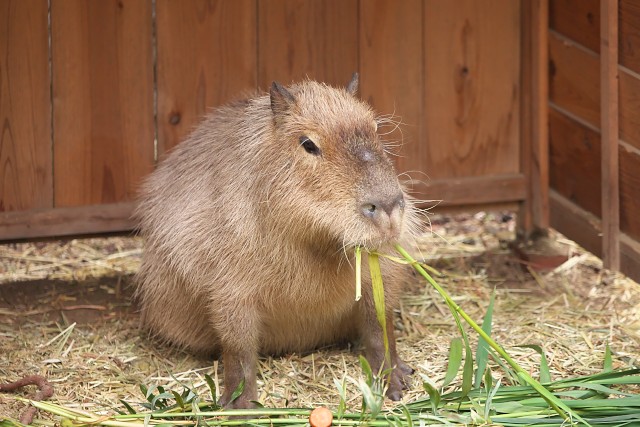 カピバラ/Capybara