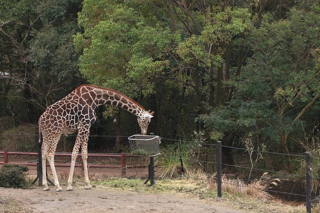 アミメキリン/Giraffe