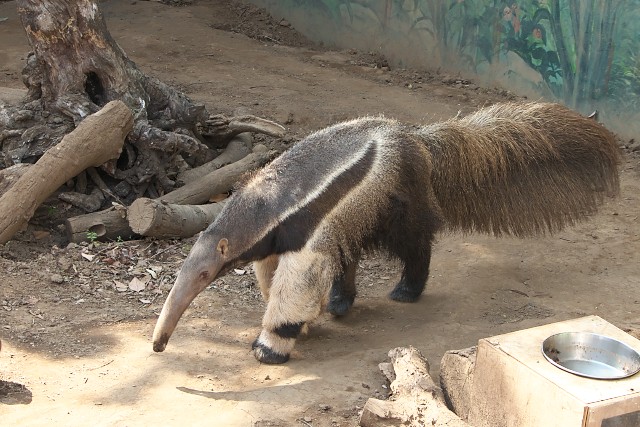 オオアリクイ/Giant anteater