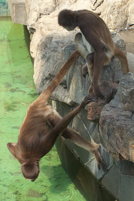 ブラウンケナガクモザル/Brown spider monkey