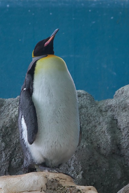 キングペンギン/King penguin