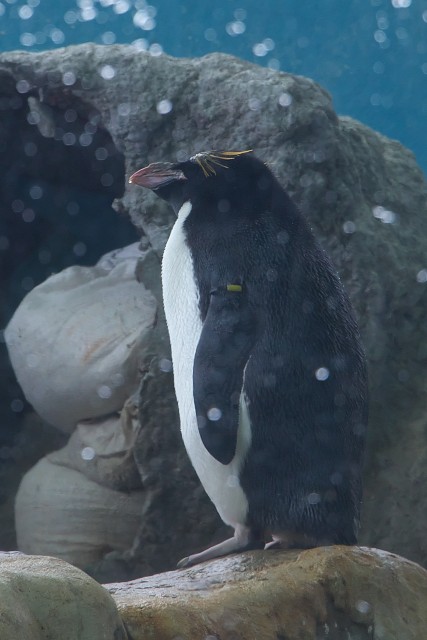 マカロニペンギン/Macaroni penguin