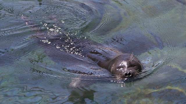 バイカルアザラシ/Baikal seal