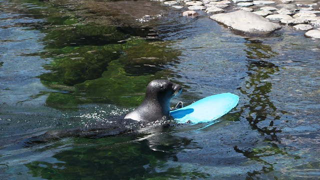 バイカルアザラシ/Baikal seal