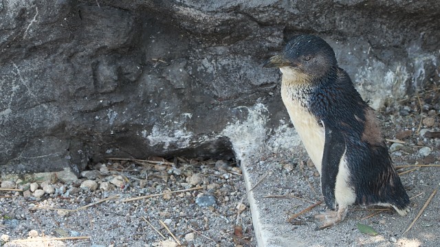 フェアリーペンギン/Little penguin