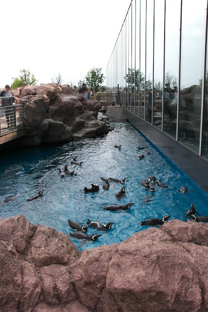 上越市立水族博物館 マゼランペンギンミュージアム